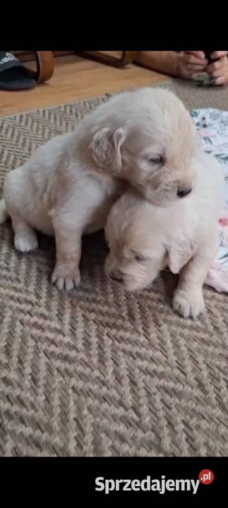 Szczeniak piesek Golden Retriever Związek Wadowice