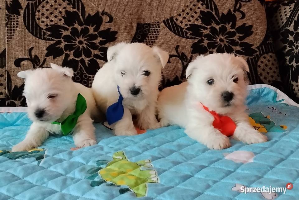 West Highland White Terrier Sokoły sprzedam