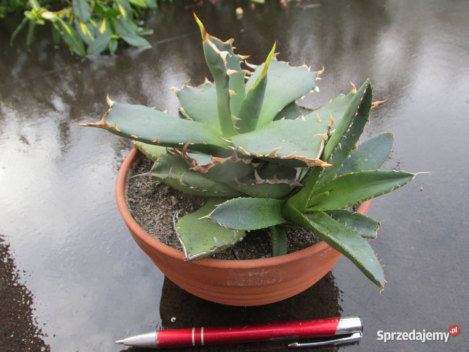 Agawa kolekcjonerska agave titanota klon 1 Kraków