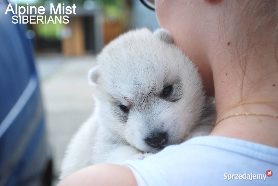 Hodowla Siberian Husky szczenięta ZKwPFCI Rzeszów