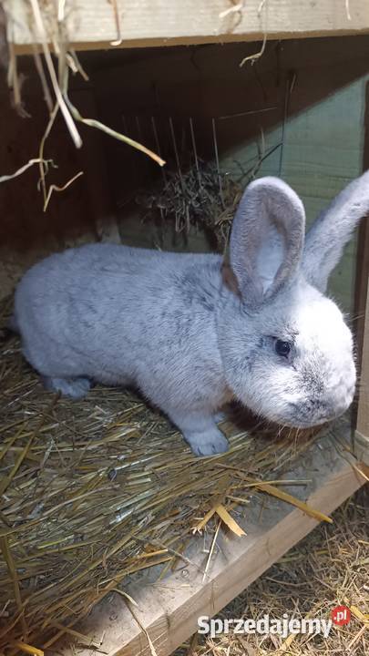 Sprzedam samice wielki jasno srebrzysty z Ciężkowice