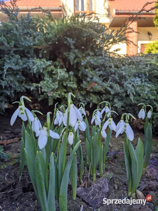 Przebiśnieg Elwesa cebulki cebule Lublin sprzedam