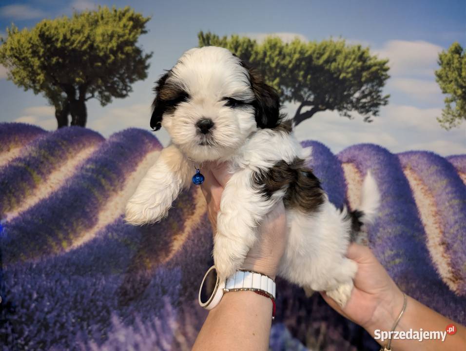 Szczenięta shih tzu z genem blue śląskie Zawiercie