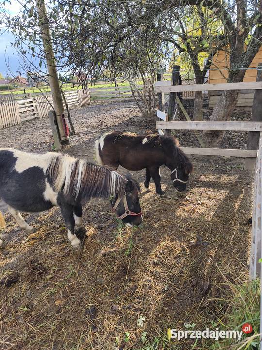 Kucyki matka i córka