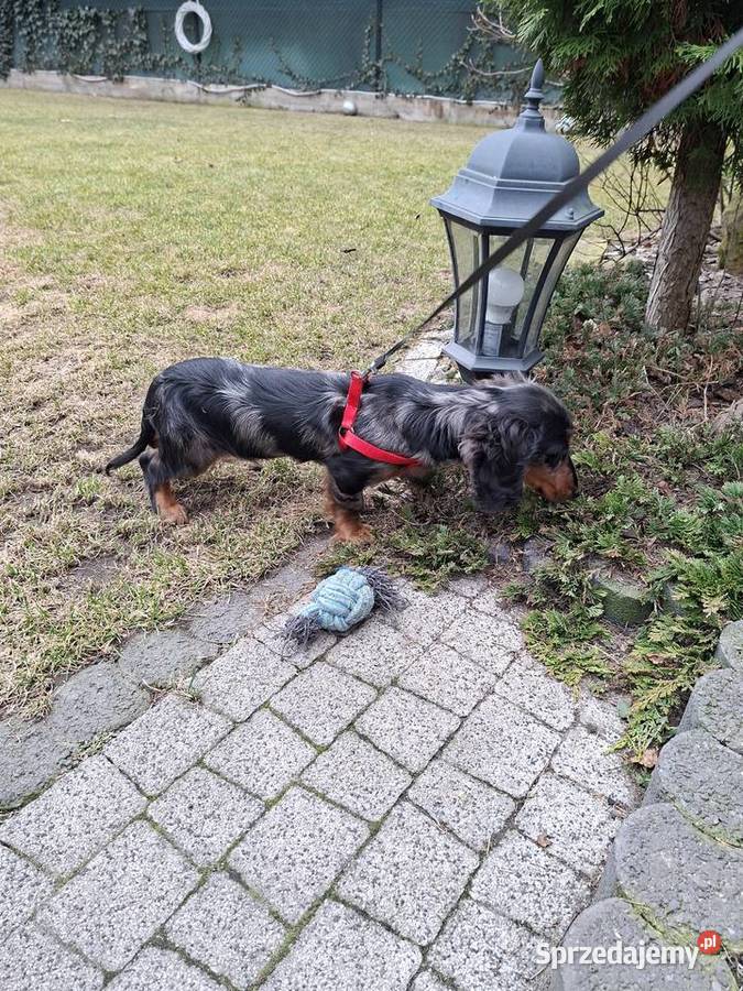 Jamnik długowłosy merle piesek Żyrardów