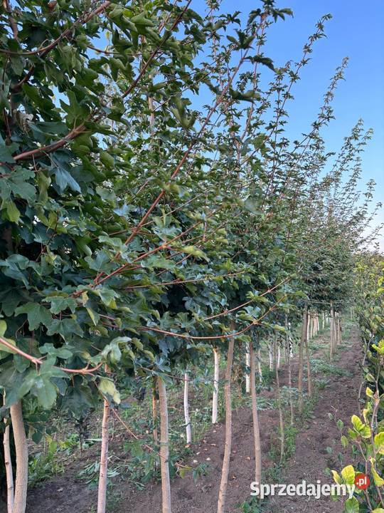 Klon polny Acer campestre obwód 9 16 wysokość Sompolno
