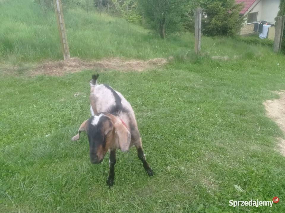 Para kózek Pozostałe podkarpackie Rzeszów
