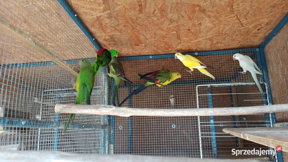 Bergi papugi górskie dorosłe i młode barabandy Olkusz