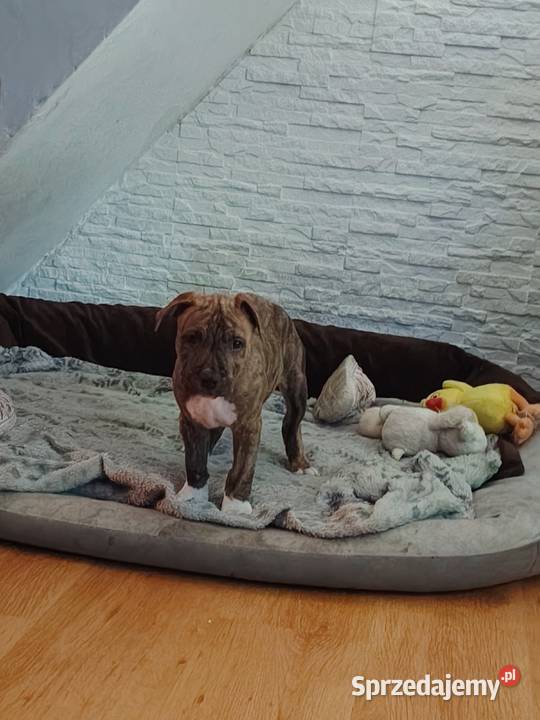 Piękny amstaff Dzierżoniów
