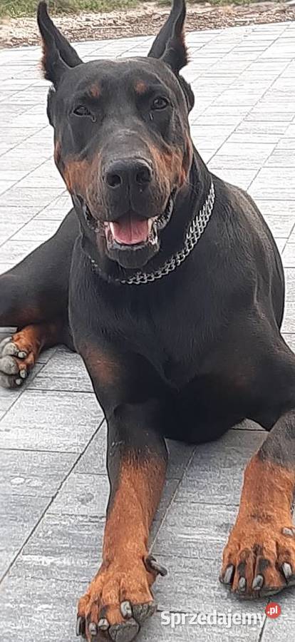 Doberman Szczeniaki Rezerwacia Wrocław