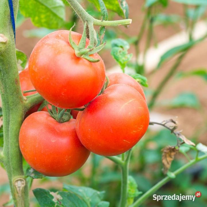 TUNEL FOLIOWY OGRODOWY szklarnia 2x3 m NOWY Kraków sprzedam