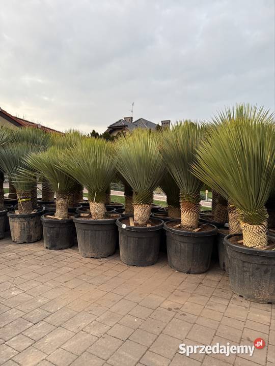 Yucca Rostrata juka Rostrata mrozoodporna do Dudki