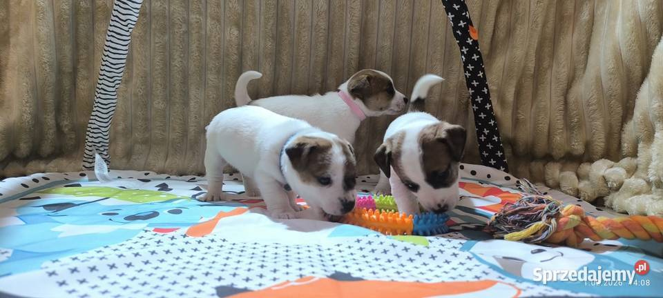 Jack Russell terrier fci Targanice sprzedam