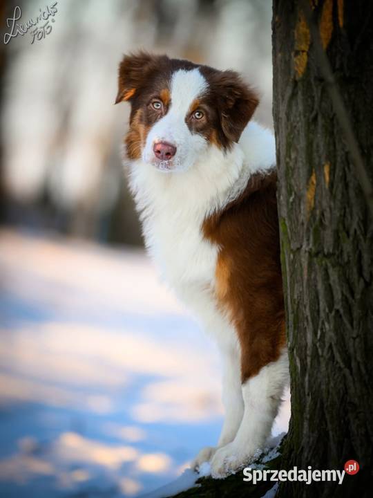 Owczarek australijski typ amerykański Pies NBT Parzęczew sprzedam