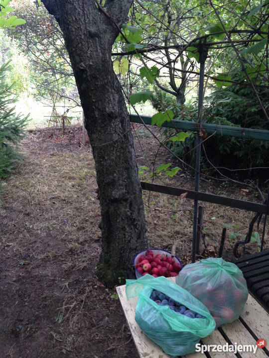 Działka ogródek 38a Dzierżoniów POD KOLEJARZ