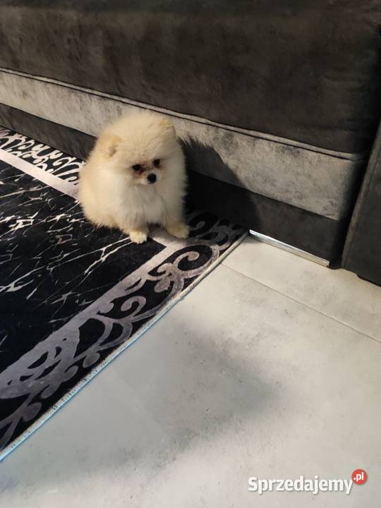 Pomeraniany suczki Bolesławiec sprzedam
