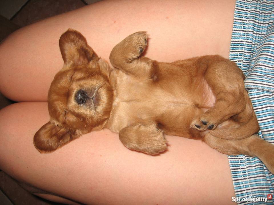 złote szczeniaki cocker spaniel Malec