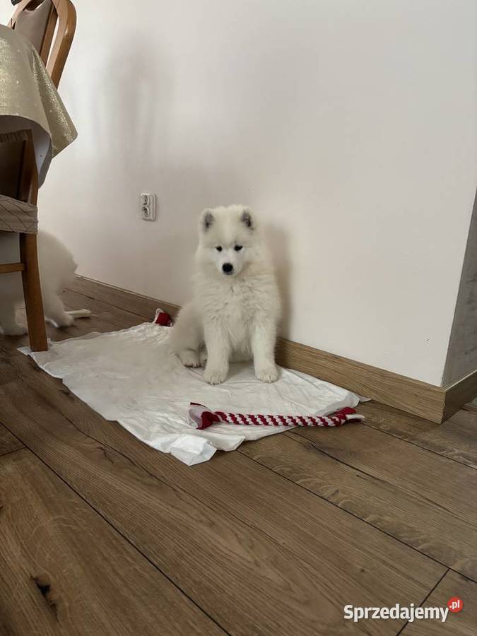 Szczenięta Samoyed Pabianice