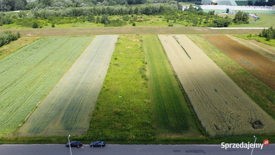 Działka rolno budowlana Sandomierz 39 ar