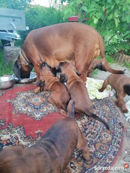 Posokowiec bawarski szczenięta Ustronie Morskie