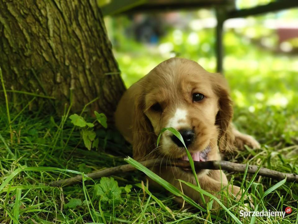 Cocker Spaniel Angielski pełny rodowód FILM Wieliczka