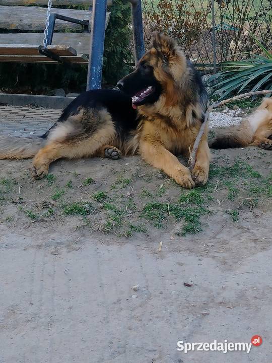 Szczeniak owczarka niemieckiego