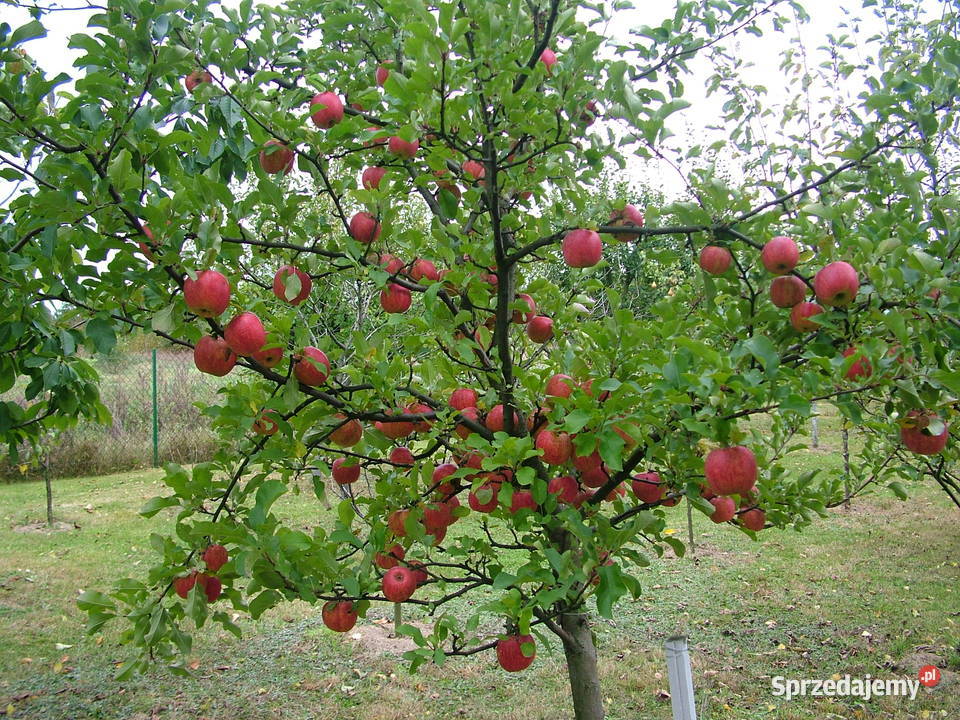 Jabłka ekologiczne Kurnos Drugi
