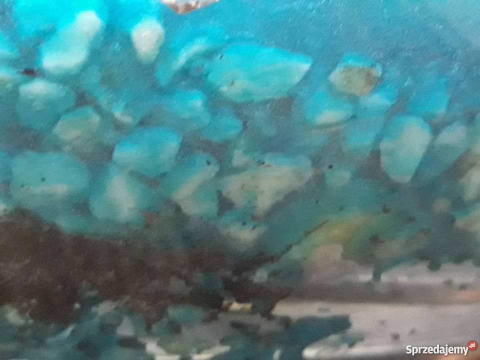 Las w szkle Rajska Wyspa Gdańsk sprzedam