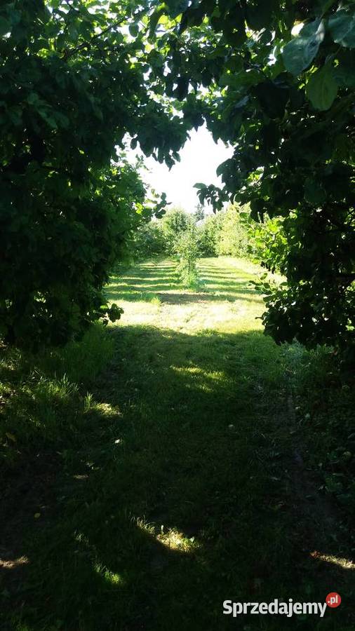 ANTONÓWKA tanio Jabłka prosto z sadu Owoce Grójec