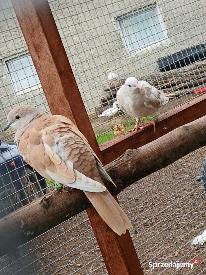 Gołębie cukrówki Prabuty