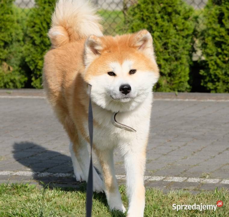 Akita Inu akita japońska szczeniaki zkwp FCI Częstochowa