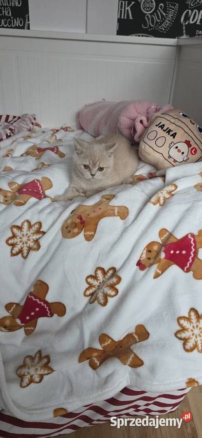 Kocurek brytyjski krótkowłosy z rodowodem do Wrocław