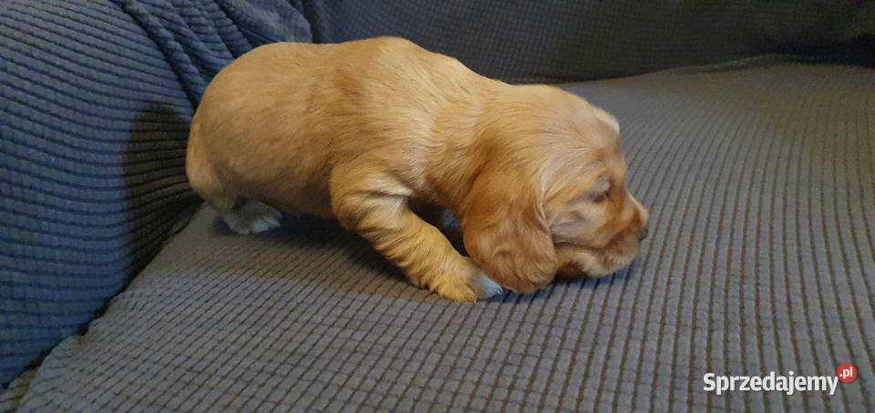 Cocker Spaniel Angielski piesek Radom