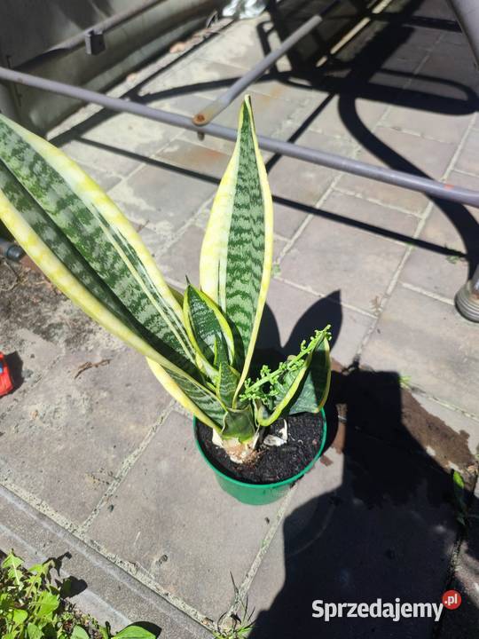 Sanseveria Języki teściowej Mysłowice