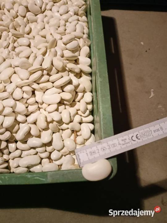 Fasola Piękny Jaś Kłodnica