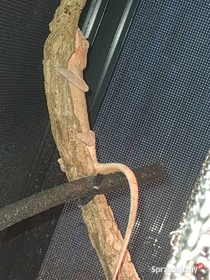 sprzedam kameleona lamparci samiczka kujawsko-pomorskie Lubień Kujawski