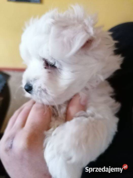 Przepiękne maltańczyki z rodowodem śląskie Mysłowice