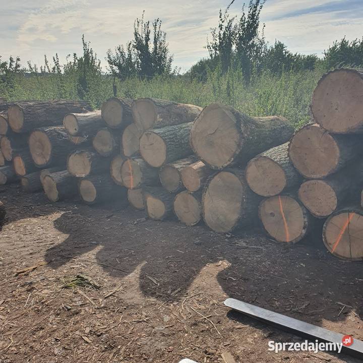 Drewno dąb dębowe wałki opałowe kominkowe Opał Ostrów Wielkopolski sprzedam