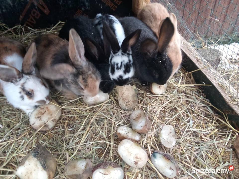 Sprzedam Tryka i króliki Pozostałe Małec