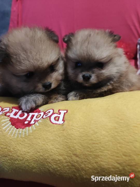 Pomeraniany szczenięta Szpic miniaturowy Bolesławiec