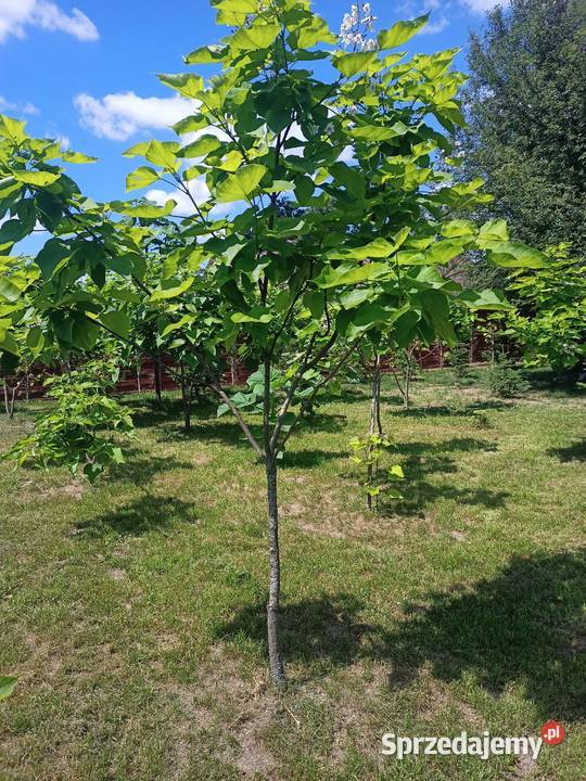Surmia katalpa drzewo Warszawa sprzedam