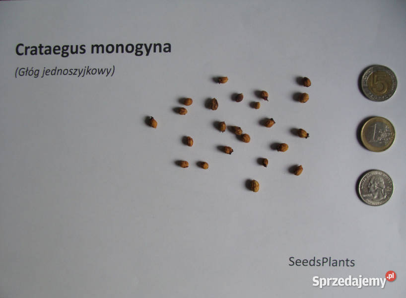GŁÓG JEDNOSZYJKOWY Crataegus monogyna NASIONA Nasiona Lubanie sprzedam