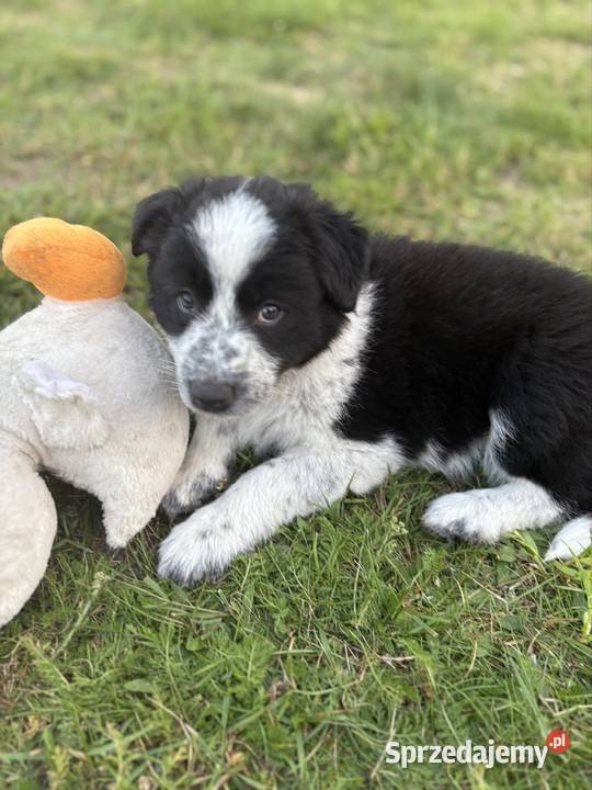 Border Collie czarnobiała suczka Zwierzęta Dylów A