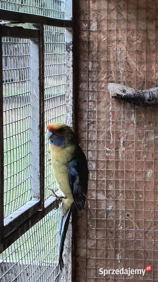 Rozella białolica i samiec słomkowy śląskie Racibórz