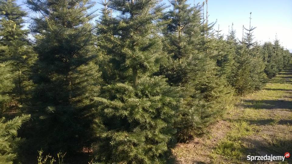 Choinki PLANTACJA Jodła Kalifornijska Jankowice