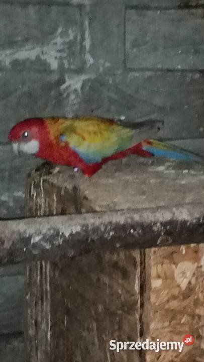 Rozella białolica Rybnik