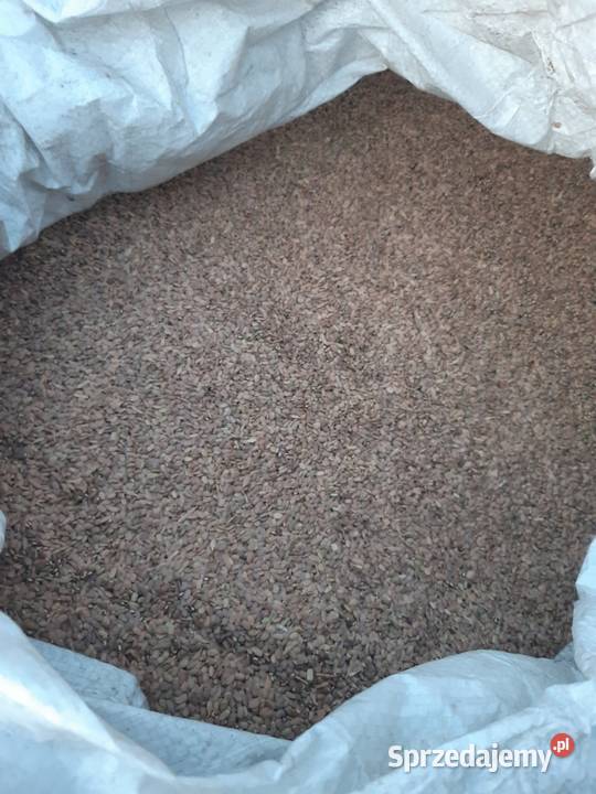 seradela nasiona sprzedam Załusin