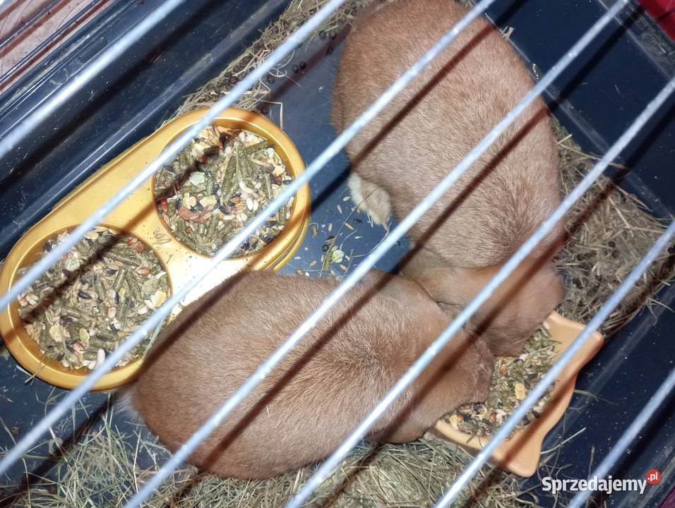 Króliki rasowe karzełki