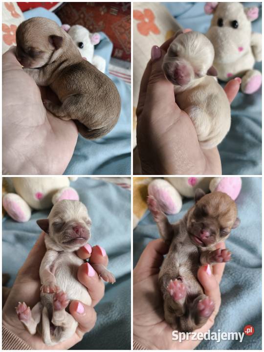 SUCZKA Championach rodowód FCI Wwy Psy Duży Dół