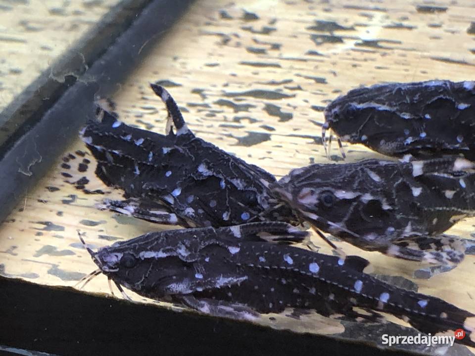 Kirys sum Agamix grzebykoczelny Ryby Justynów